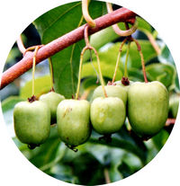 Mangostan - Garcinia Cowa