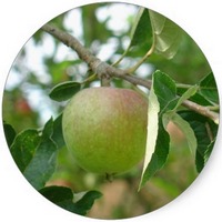 Manzana: Pyrus Malus - Pomme - Apple