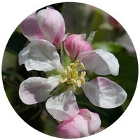 Manzana: Pyrus Malus - Pomme - Apple