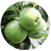 Manzana: Pyrus Malus - Pomme - Apple