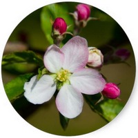 Manzana: Pyrus Malus - Pomme - Apple