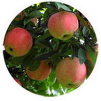 Manzana: Pyrus Malus - Pomme - Apple