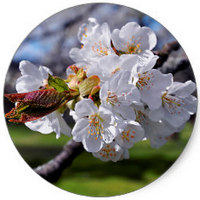 Manzana: Pyrus Malus - Pomme - Apple