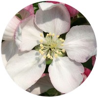 Manzana: Pyrus Malus - Pomme - Apple