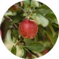 Manzana: Pyrus Malus - Pomme - Apple Blossom