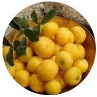 Kei Apple - Dovyalis Caffra