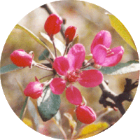 Manzano: Malus - Crabapple Tree