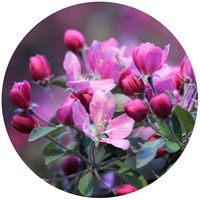 Malus- Pommier - Crab Apple