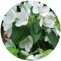 Manzano: Malus Purpureus - Pommier - Crab Apple