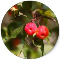 Manzano: Malus Purpureus - Pommier - Crab Apple