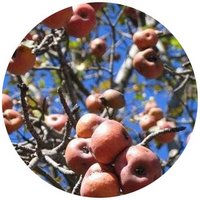 Malus Asiatica- Pommier - Crab Apple