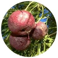 Manzana Emu - Owenia Acidula