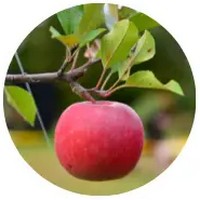 Manzana Emu - Owenia Acidula