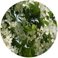 Manzano: Malus Sieboldi - Pommier - Apple Tree