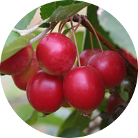 Manzano: Malus Yunnanensis