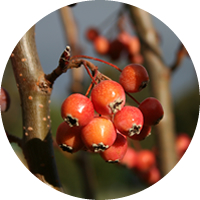 Manzano: Yunnan Crabapple