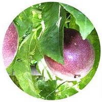 Passiflora Edulis - Maracuya