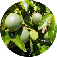 Passiflora Edulis