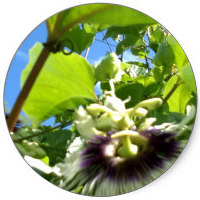 Passiflora Edulis