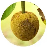 Artocarpus Odoratissimus - Marang