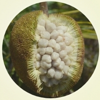 Artocarpus Odoratissimus - Marang