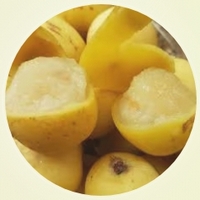 Marula: Sclerocarya Birrea