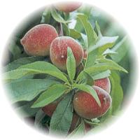 Melocoton: Prunus Persica - Peche - Peach