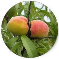 Melocoton: Prunus Persica - Peche - Peach