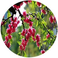 Melocoton: Prunus Persica - Peche - Peach
