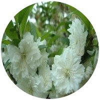 Melocoton: Prunus Persica - Peche - Peach