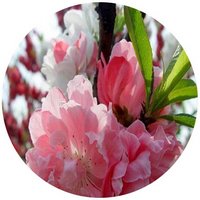 Melocoton: Prunus Persica - Peche - Peach