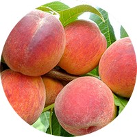 Melocoton: Prunus Persica - Peche - Peach