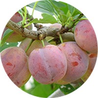Melocoton: Prunus Persica - Peche - Peach