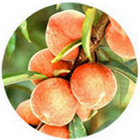 Melocoton - Peche - Peach