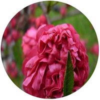 Double flowering peach - Prunus Persica Camelliaeflora