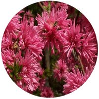 Prunus Persica Chrysanthemoides - Chrysanthemum Peach