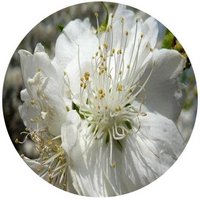 Melocoton: Prunus Davidiana - Peche - Peach