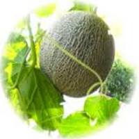 Melon: Cucumus Melo - Watermelon