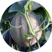 Melon: Cucumus Melo - Watermelon