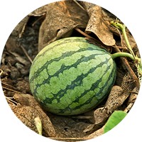 Melon: Cucumus Melo - Watermelon