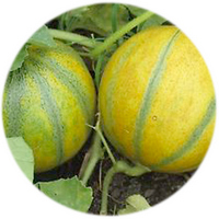 Melon: Cucumus Melo - Watermelon