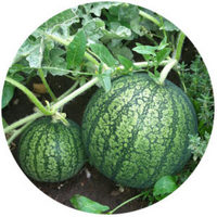 Melon: Cucumus Melo - Watermelon