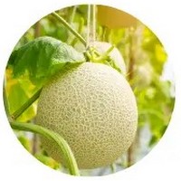 Melon