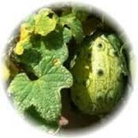 Kiwano - Cucumis Metuliferus