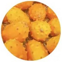 Cucumis Metuliferus - Horned Cucumber