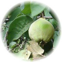 Membrillo: Cydonia Oblonga