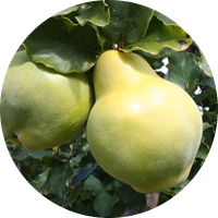 Membrillo: Cydonia Oblonga