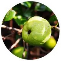 Membrillo Japones - Quince