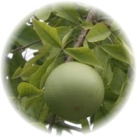 Aegle Marmelos