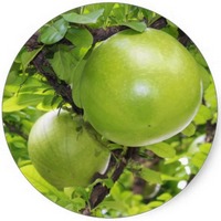 Aegle Marmelos